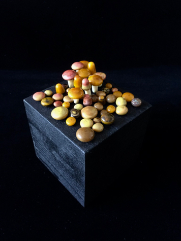 Floor Kaspers, Mushrooms, 2019